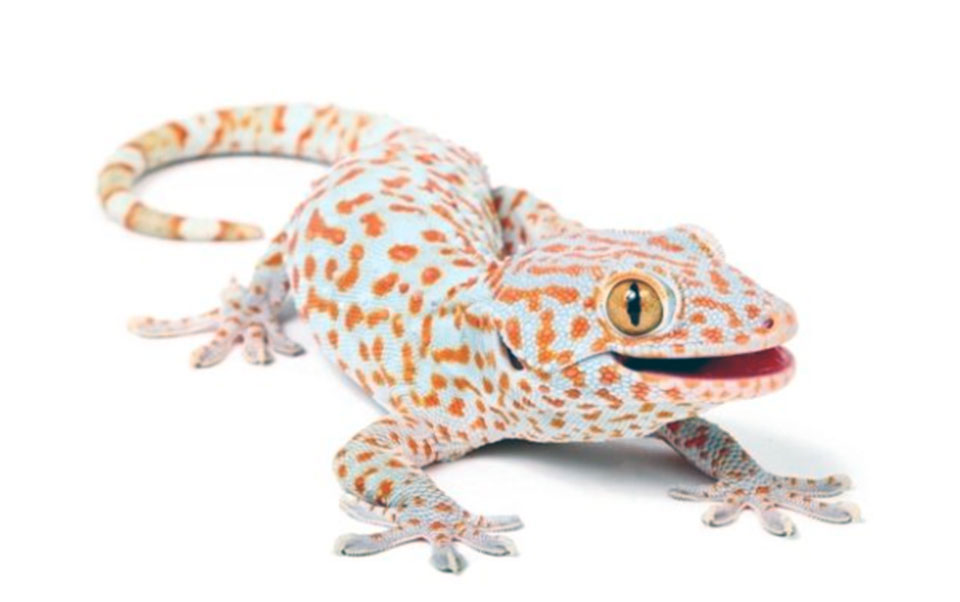 Un gecko
